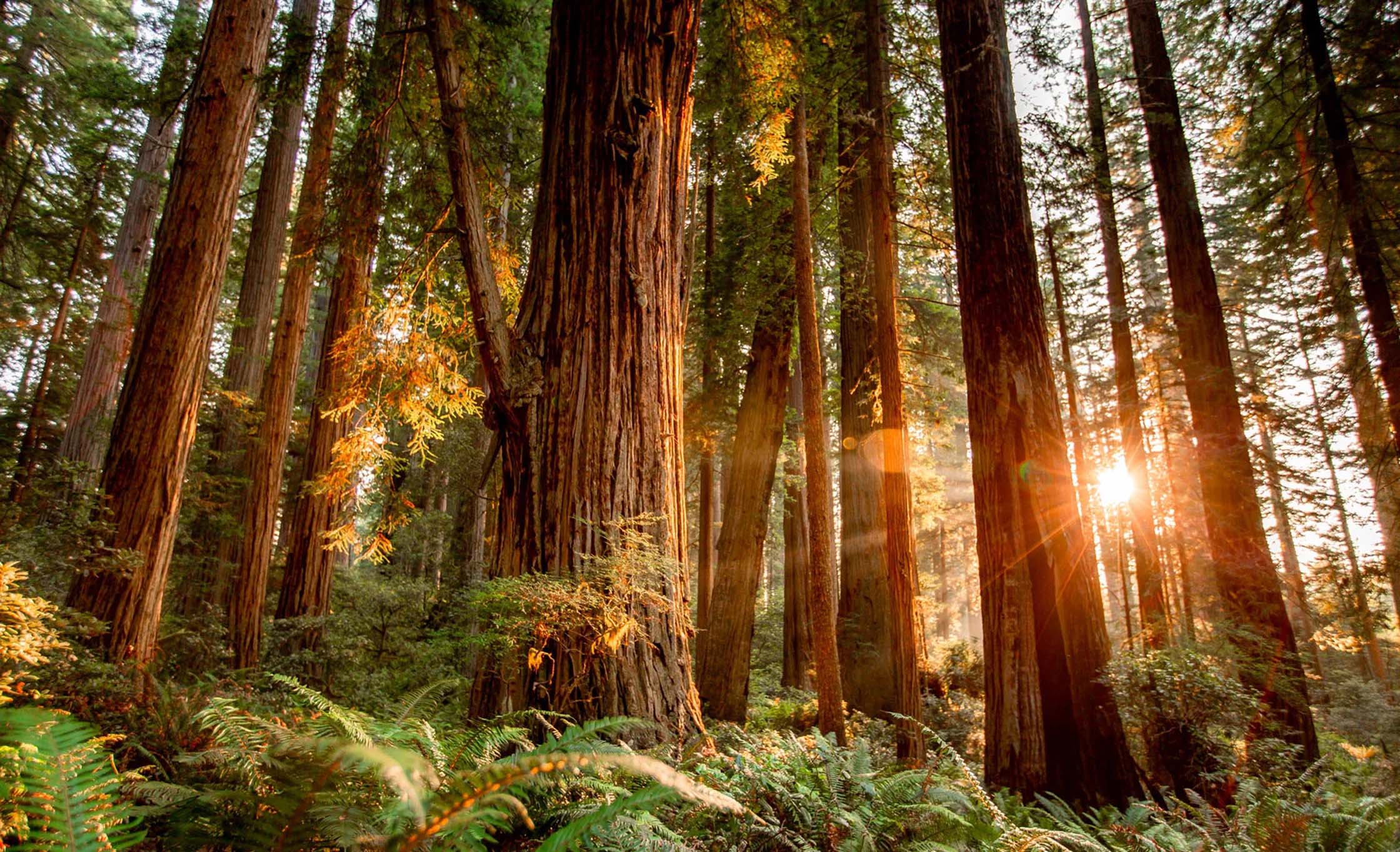 Into the Heart of the Redwood Forest: Redwoods Expedition